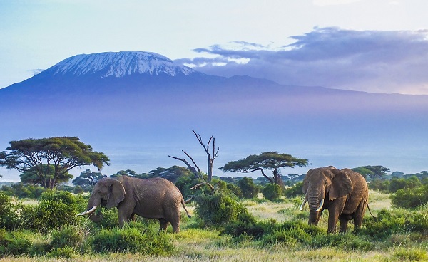 Elefankt Kilimanjaro Südliches Afrika